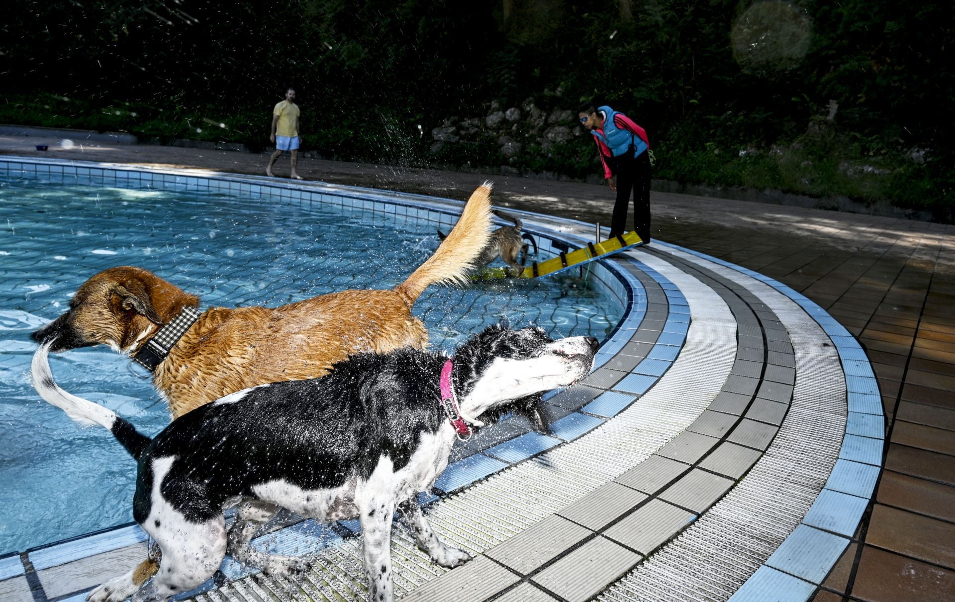 Los perros se adueñan de las piscinas de Eibar