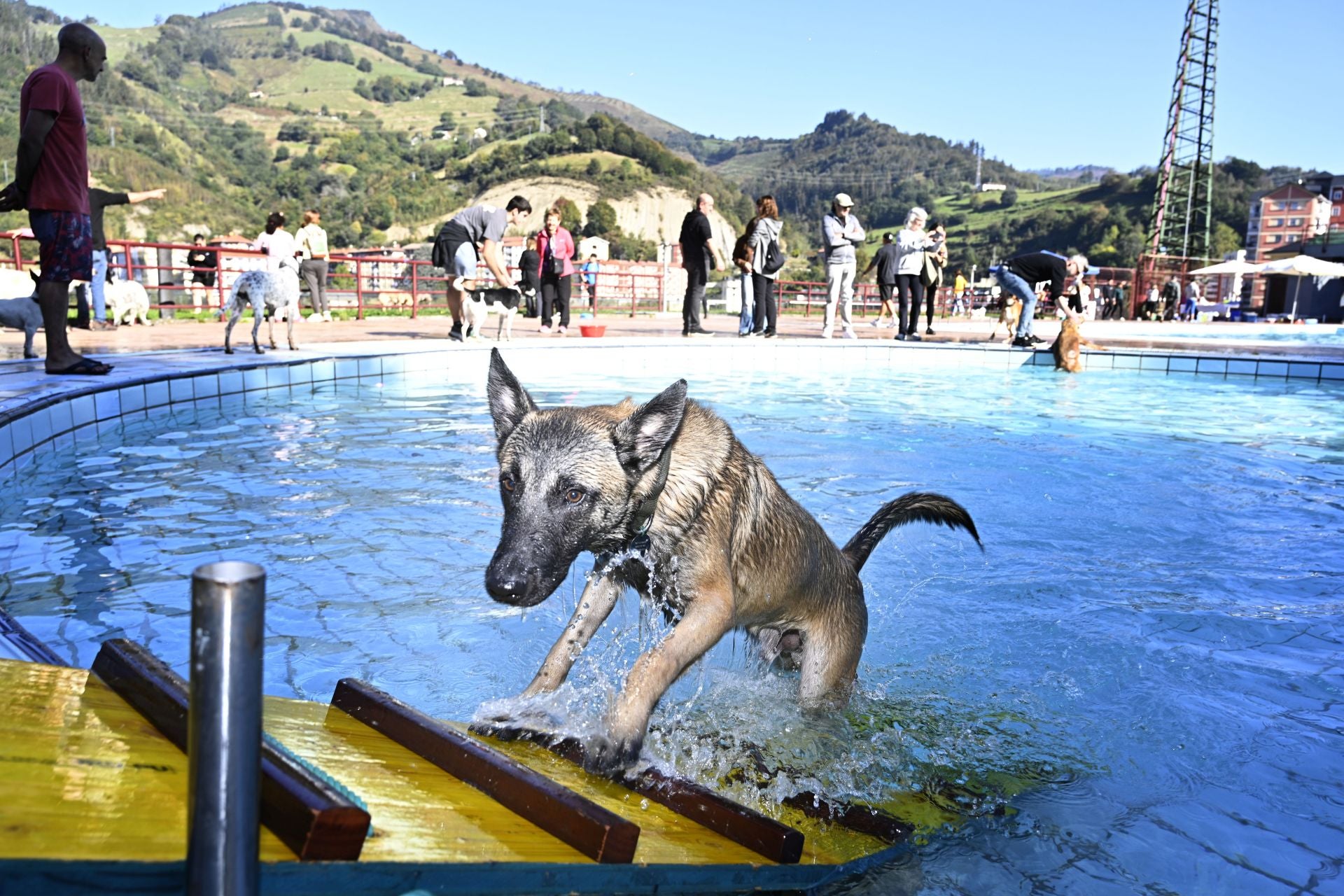 Los perros se adueñan de las piscinas de Eibar