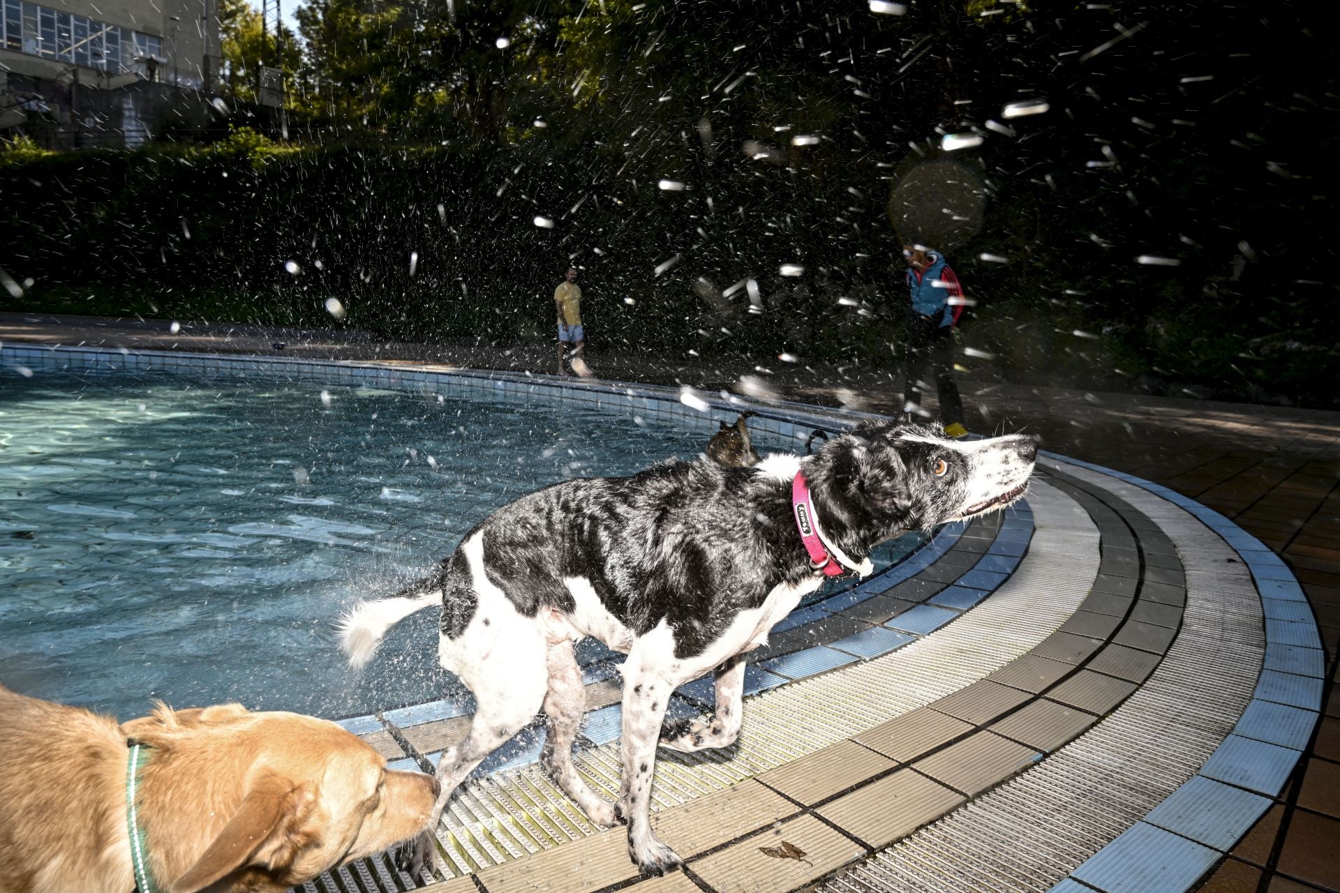 Los perros se adueñan de las piscinas de Eibar