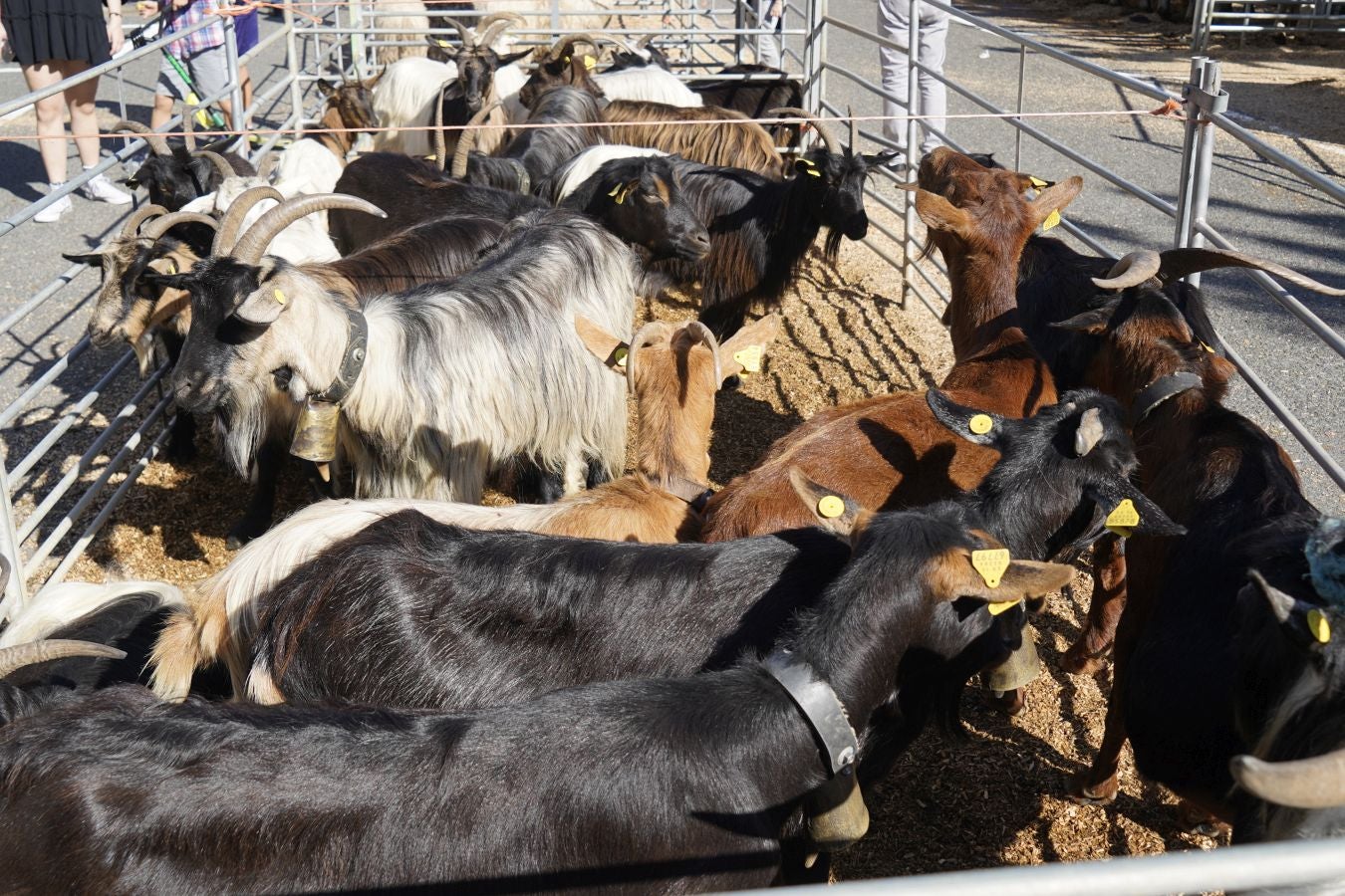 Tradición y sabor en Idiazabal
