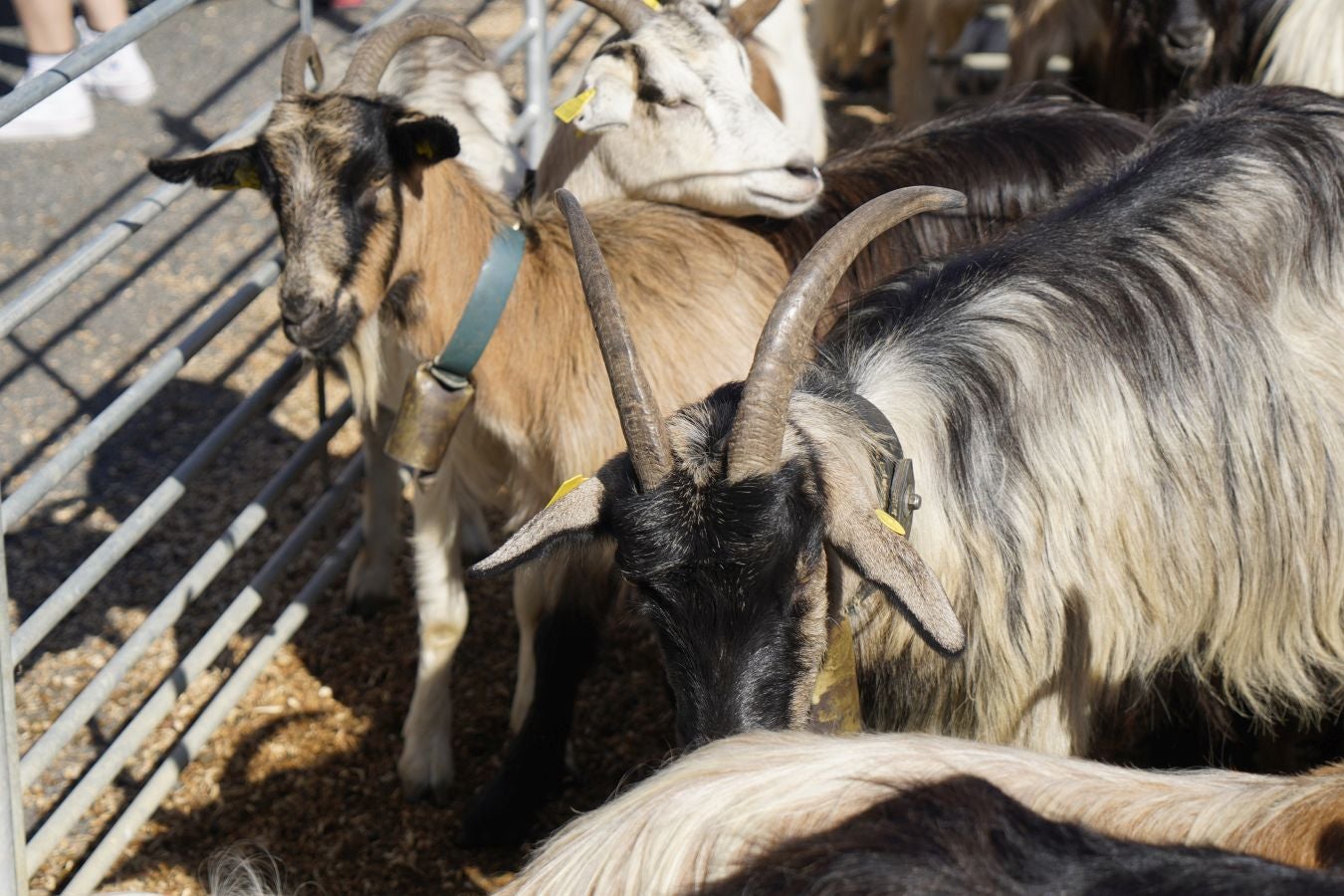 Tradición y sabor en Idiazabal