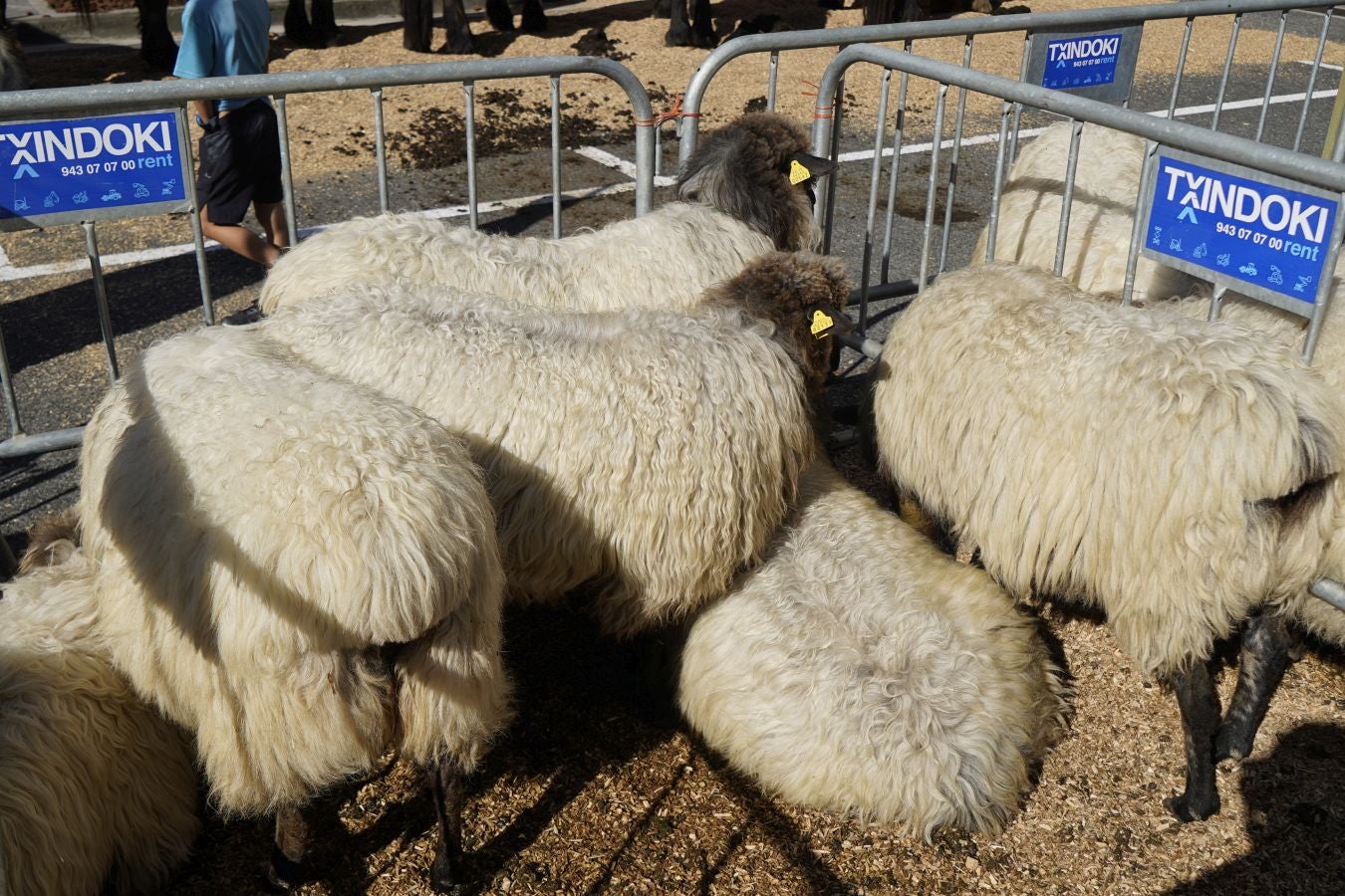 Tradición y sabor en Idiazabal