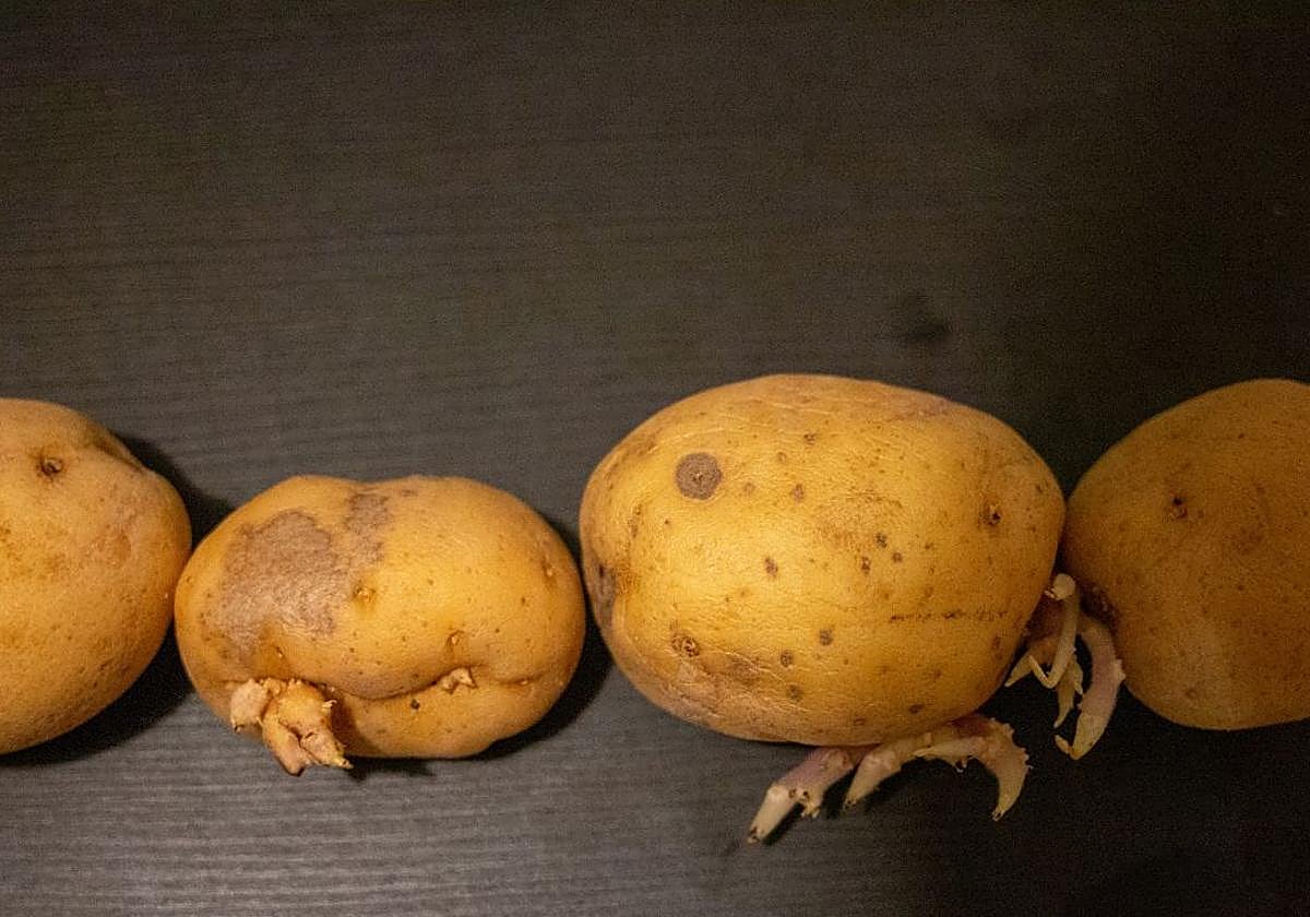 El truco definitivo para evitar que le salgan raíces a las patatas