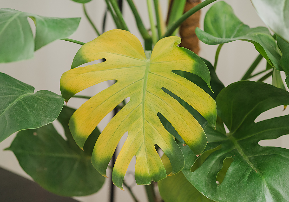 Así puedes interpretar el amarilleo de las hojas de las plantas y evitar que mueran
