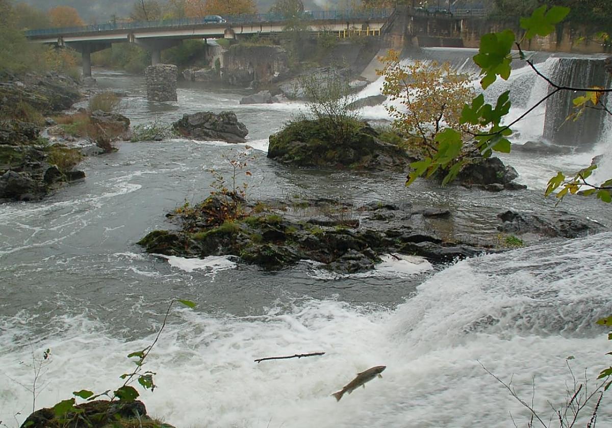 Un salmón remonta el Bidasoa a su paso por la localidad de Bera.