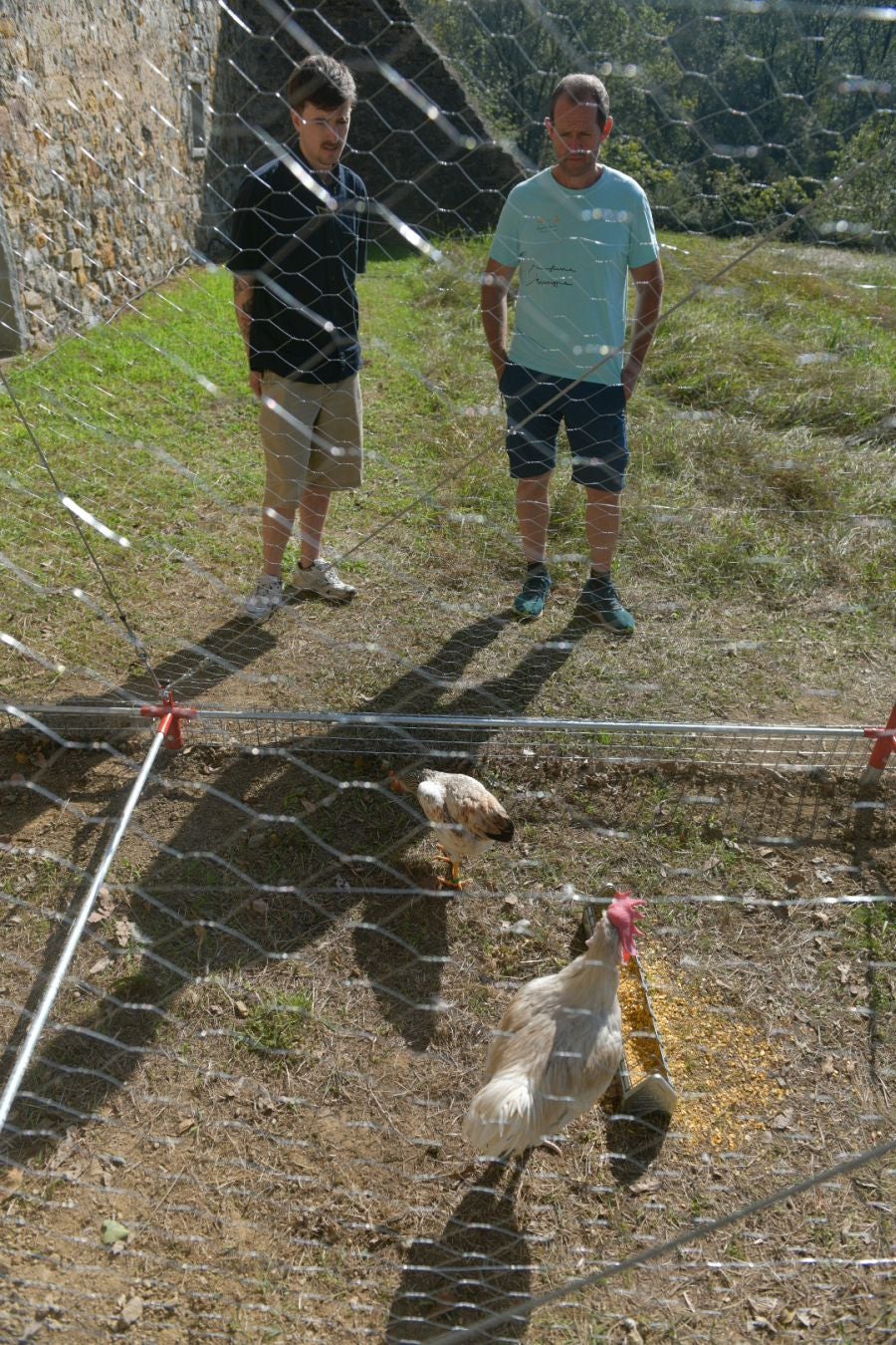 Las gallinas, en el epicentro de Chillida Leku