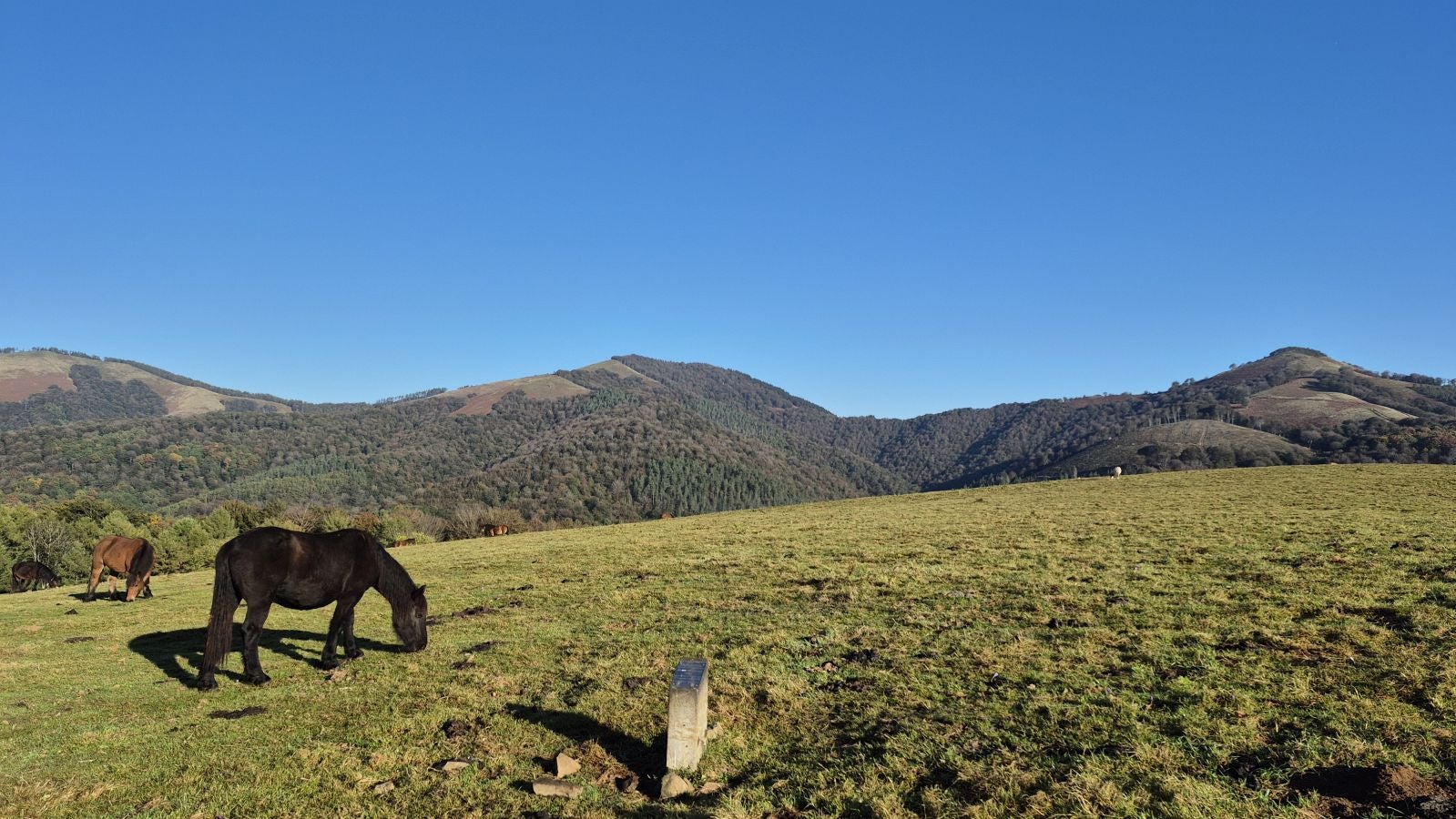 Una discreta cima navarra cobijada por el bosque