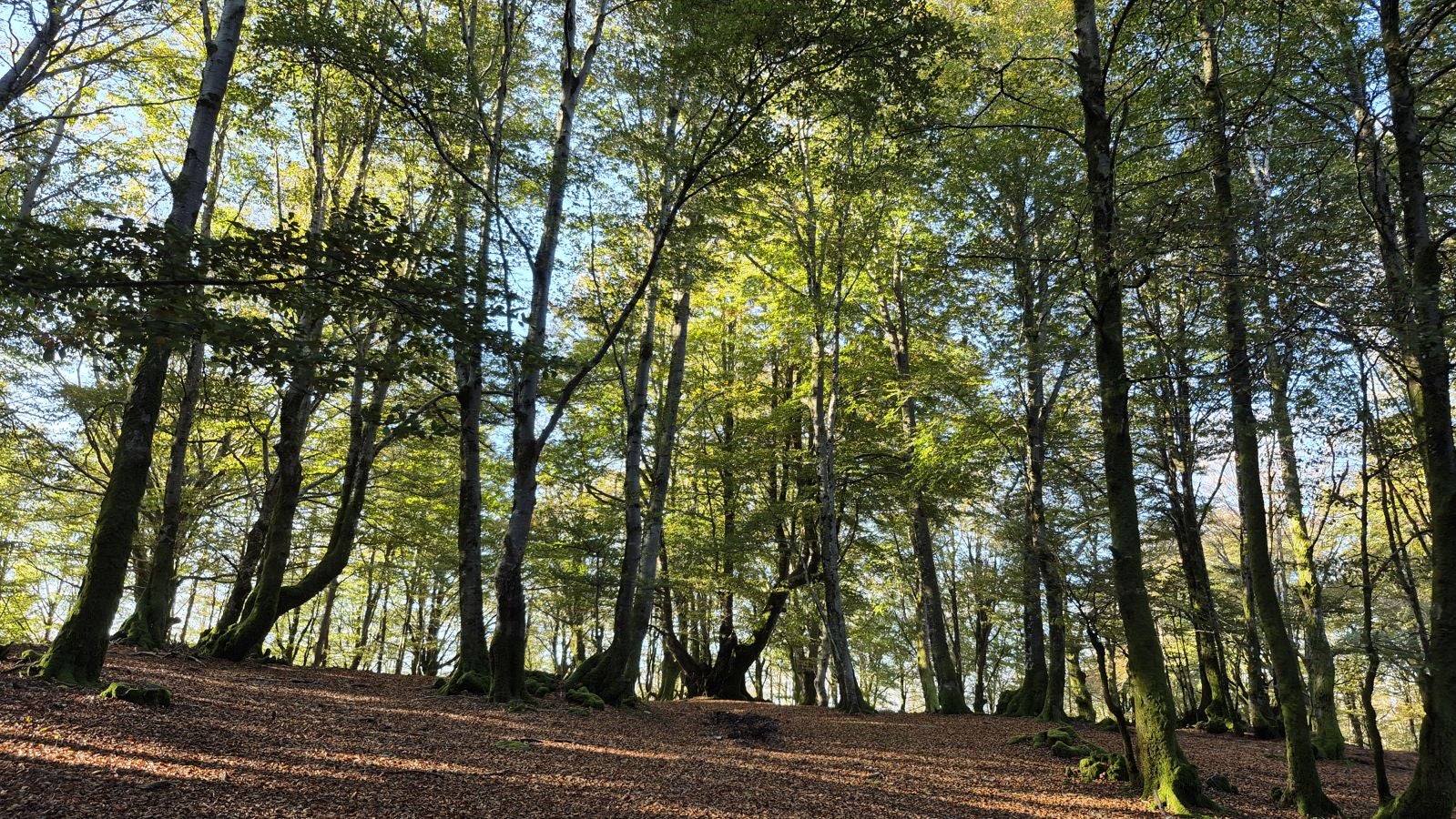 Una discreta cima navarra cobijada por el bosque