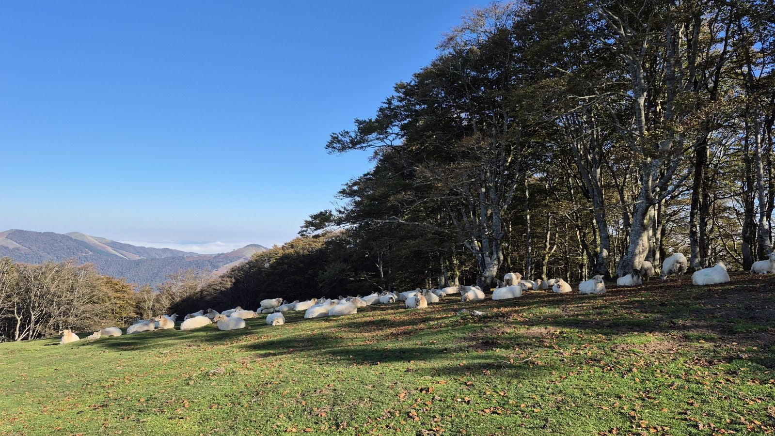 Una discreta cima navarra cobijada por el bosque
