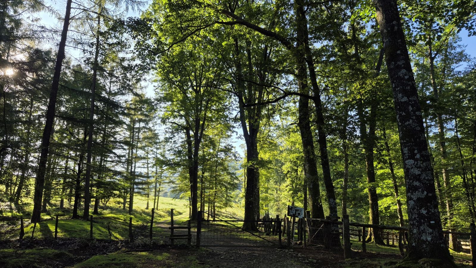 Una discreta cima navarra cobijada por el bosque