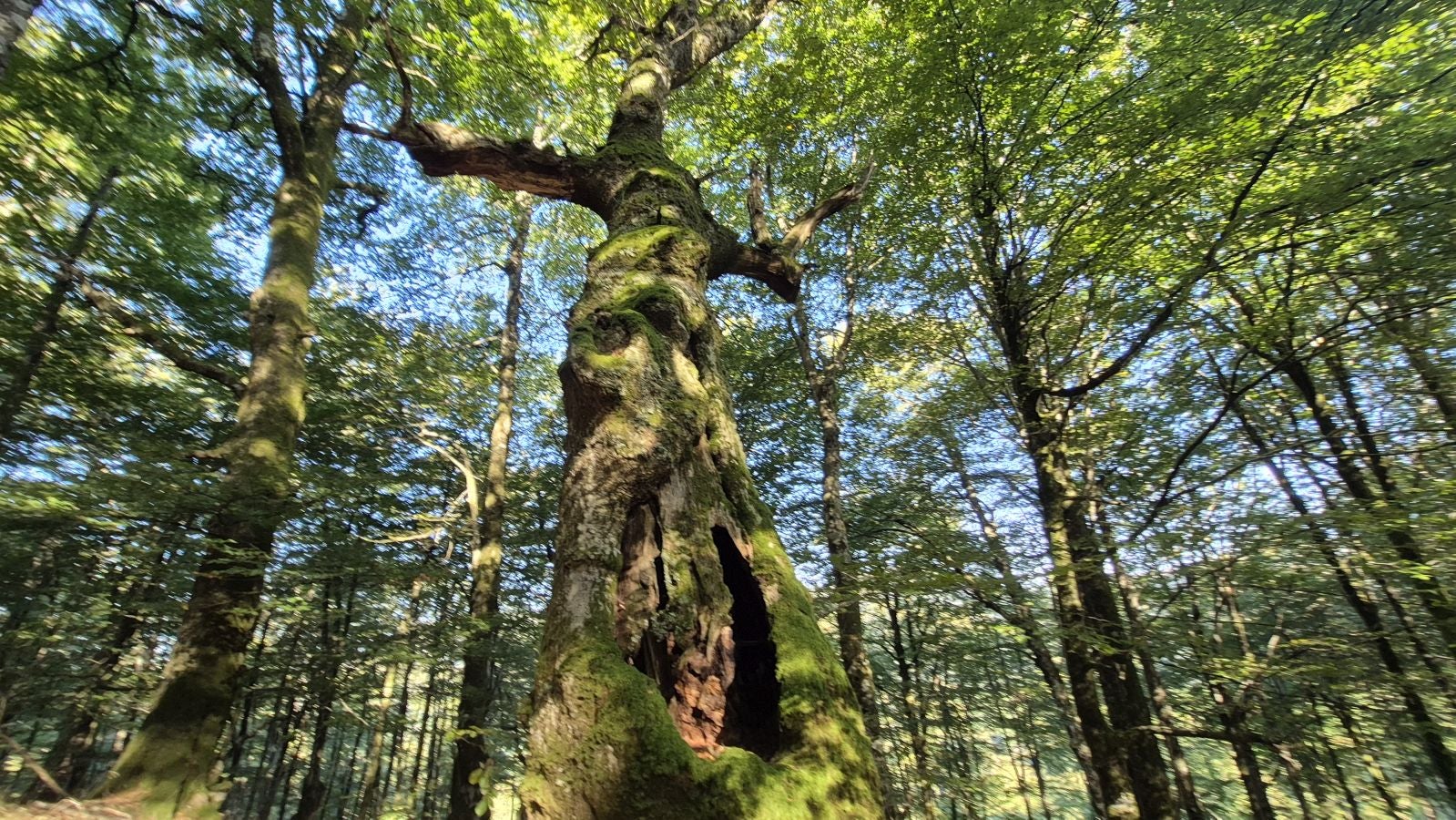 Una discreta cima navarra cobijada por el bosque