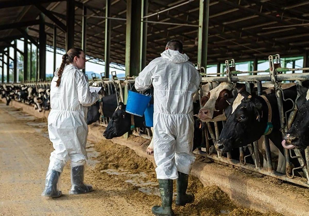 Proceso de vacunación en una granja ante la dermatosis nodular contagiosa.