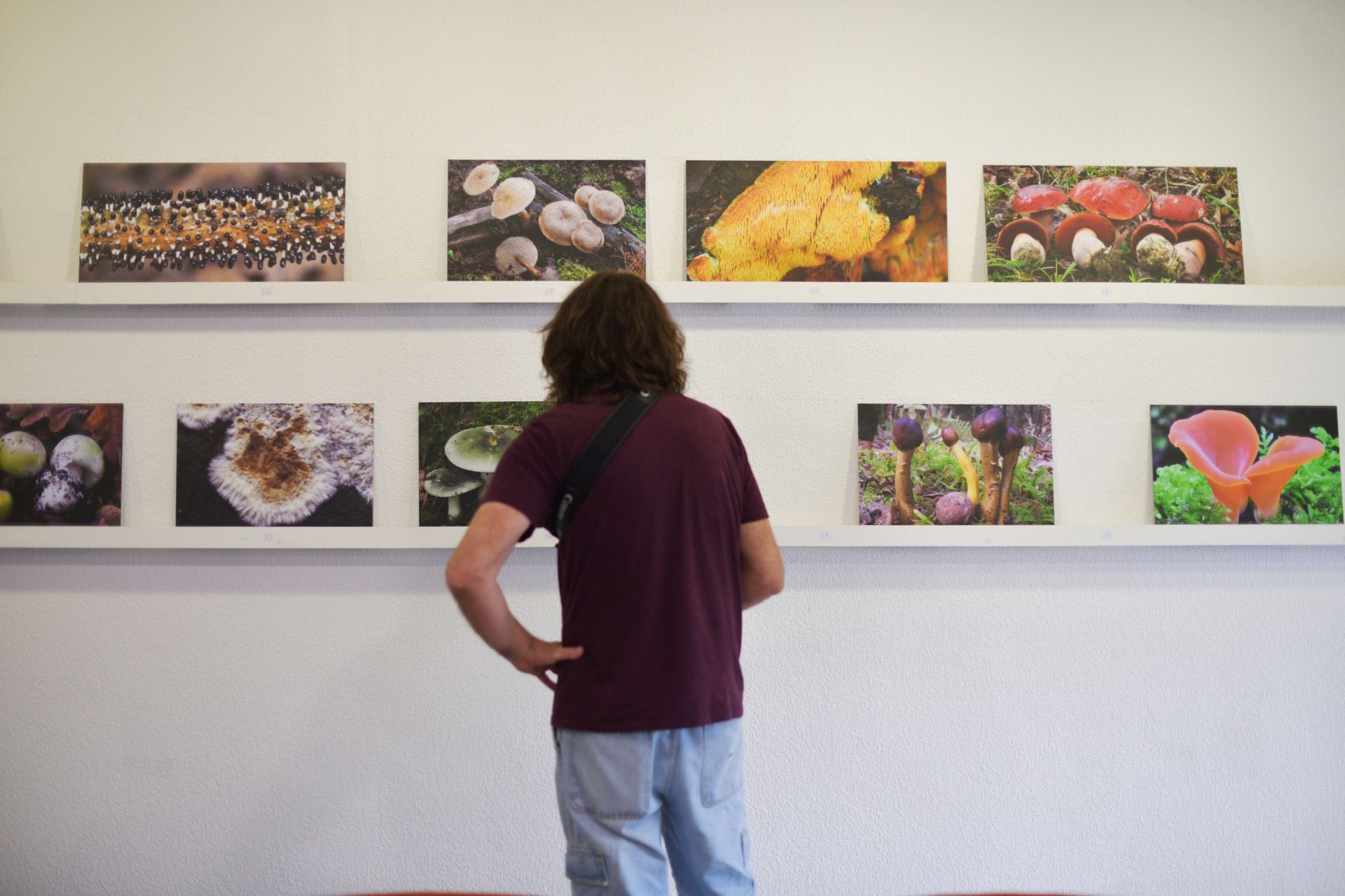 La exposición de fotográfica de la variedad fúngica del territorio estará, hasta el día 31 de octubre, en la Sociedad Fotográfica de Gipuzkoa, en San Sebastián.