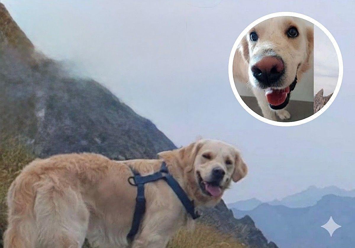 Piden ayuda para encontrar a Kona, el perro que acompañaba a la montañera de 27 años fallecida en Panticosa