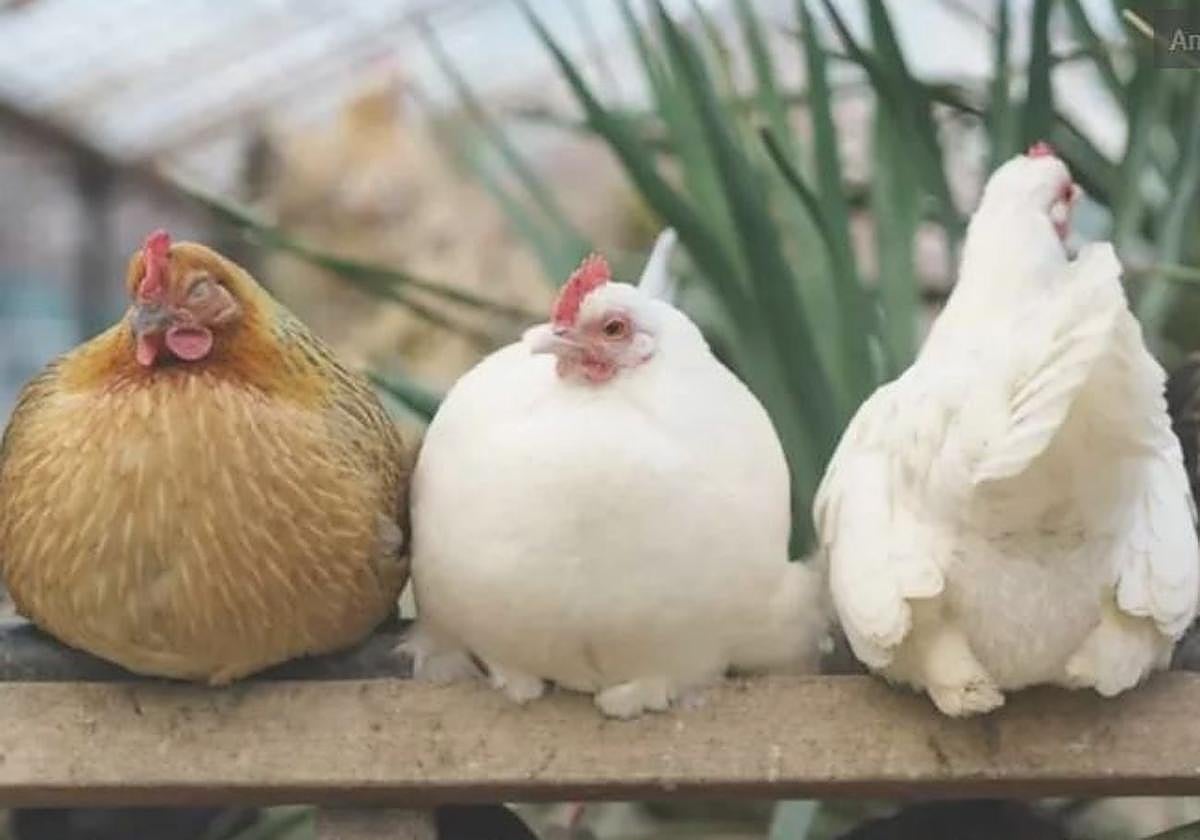 Detectan un caso de gripe aviar en una gaviota en Lasarte-Oria