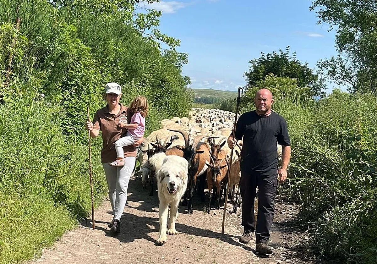 Ana González y David Ceballos junto a su hija Eda y su rebaño.