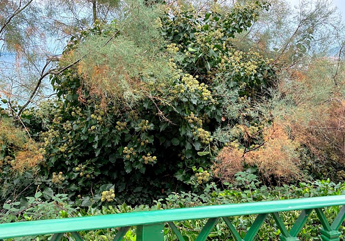 Pobre tamarindo. «Solo cuidan los que se ven»