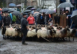 Entrada de ganado en las Ferias de Elizondo.