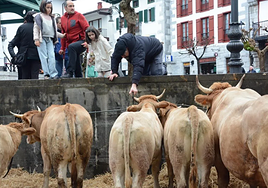 Ganado en las Ferias de Lesaka en torno a la Plaza Zaharra.