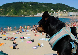 La presencia de perros en las playas de San Sebastián en verano provoca división de opiniones: «¿A qué hora se considera noche?»
