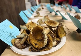 Exposición micológica en el sótano de la casa de cultura.