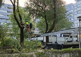 Tala de uno de los olmos en mal estado en al urbanización Lorea.