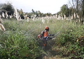 Fumigadores trabajan en un terreno lleno de pampas en un terreno del barrio donostiarra de Larratxo.