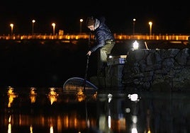 El Gobierno Vasco espera publicar esta semana la resolución que suspende la pesca de la angula