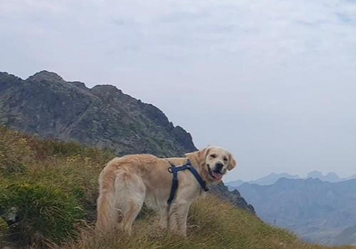 Kona, el segundo perro de Iranzu Olio, que ha sido hallado muerto.