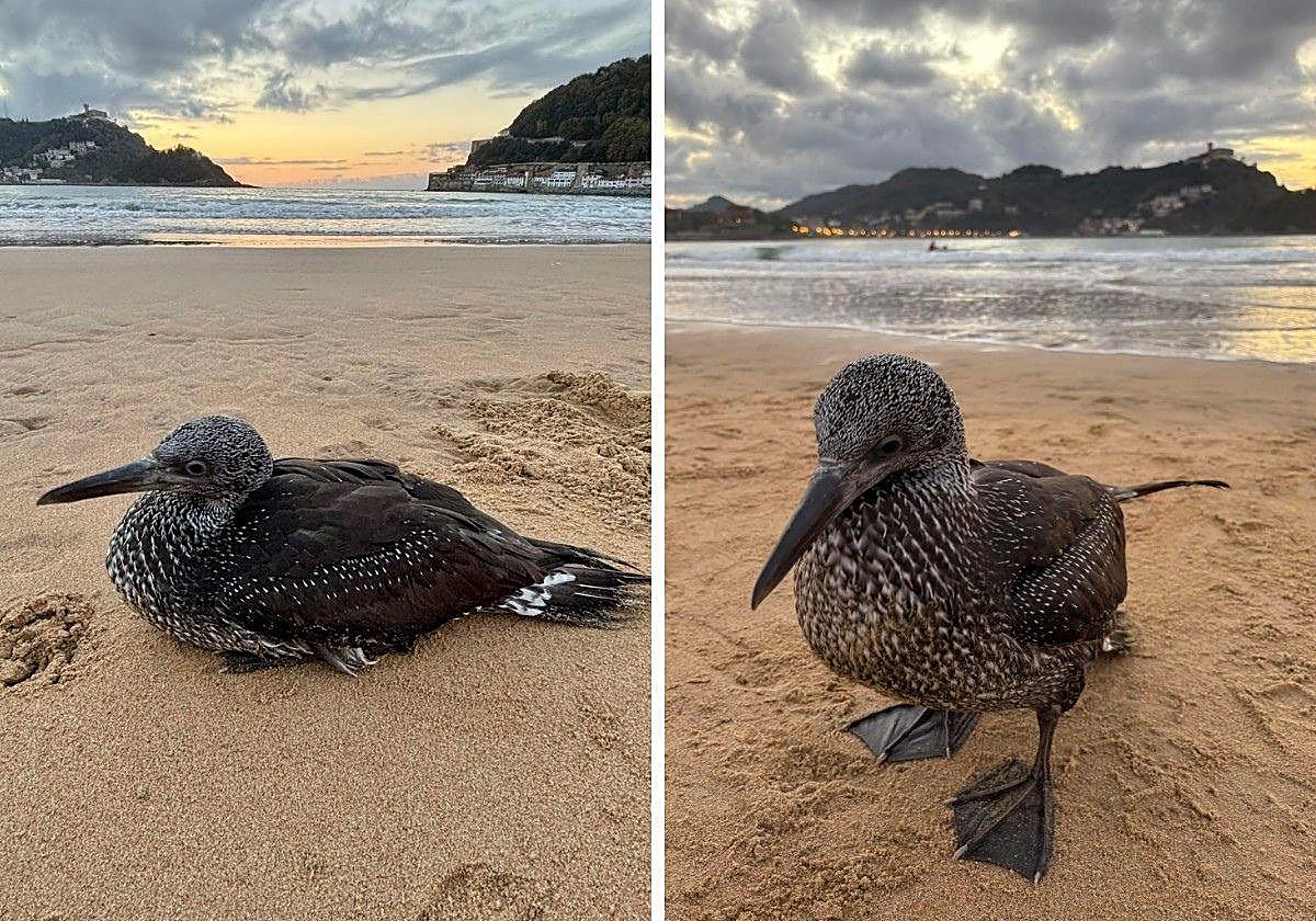 El ave ayer en la playa de La Concha.
