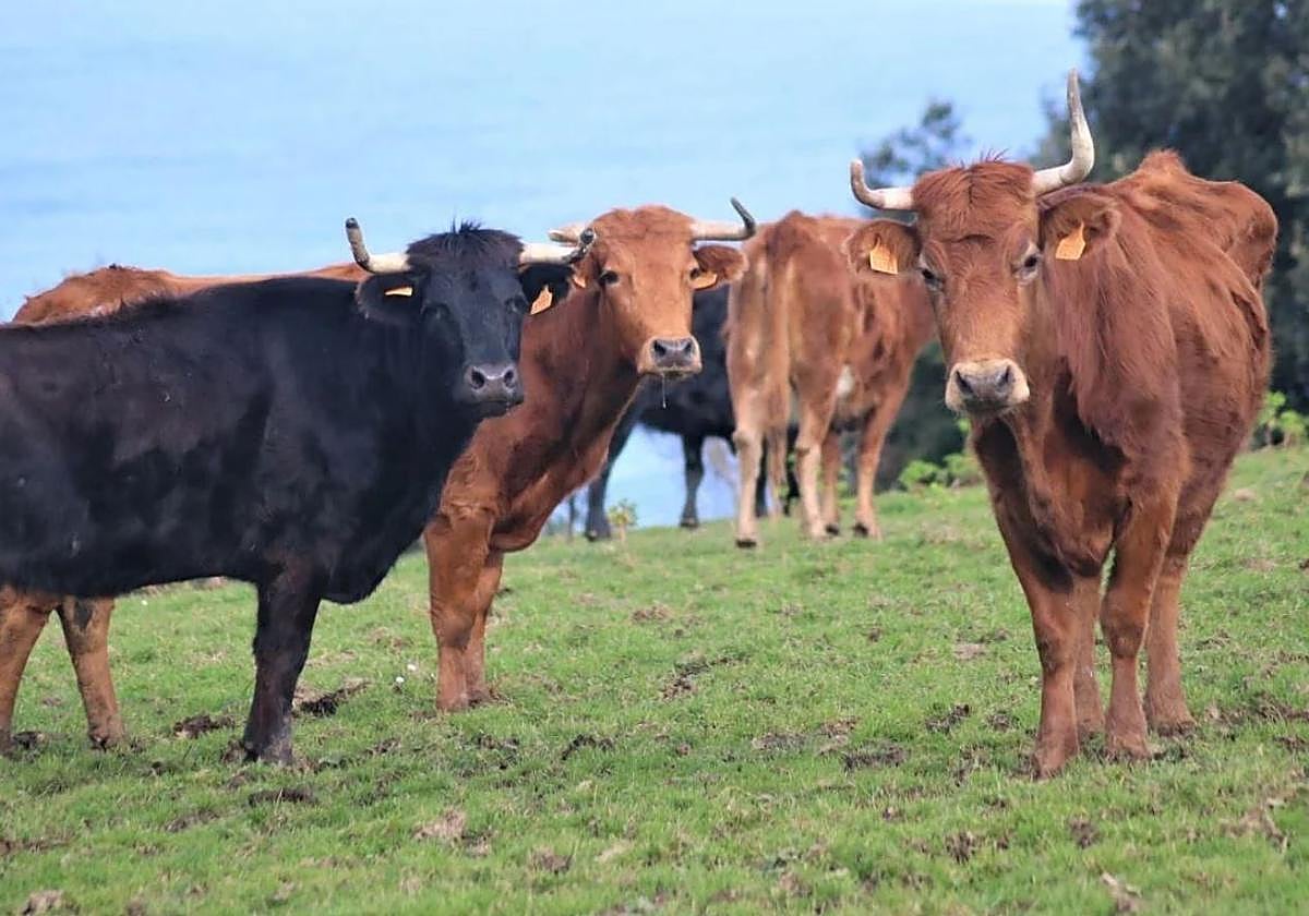 Ganadería de Deba de Marqués de Saka.