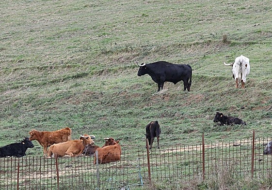Varios animales de Bergarako Zezenak pastan en un prado.