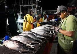 Descarga de bonito en el Puerto de Hondarribia.