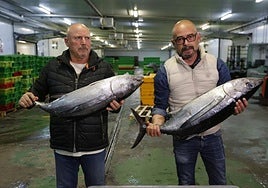 Dos ejemplares de bonito del Norte