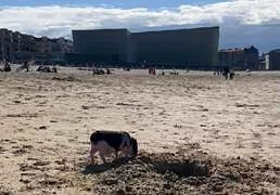 Un cerdo al sol en la playa de Zurriola en San Sebastián