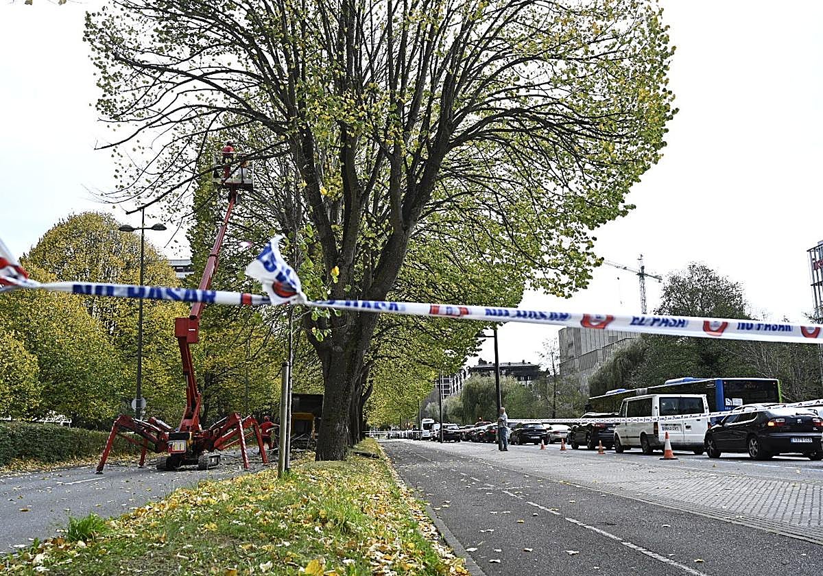 Corte de tráfico en la Avenida de Tolosa por el riesgo de caída de un árbol este miércoles