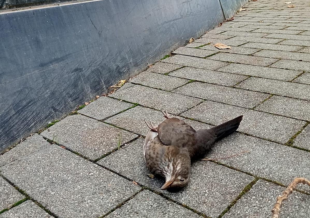 Un ave muerta junto a la fachada del Museo Balenciaga de Getaria