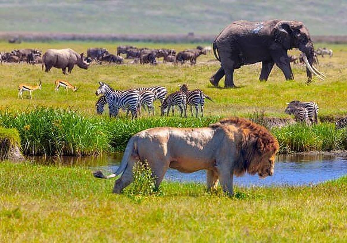 Leones, cebras, gacelas, elefantes, ñus e hipopótamos, en el parque nacional del Serengueti.