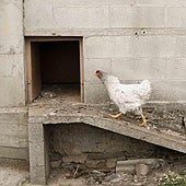 Una gallina camina hacia su gallinero en una explotación de Lugo, Galicia.