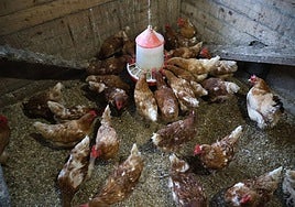 Gallinas comiendo en el baserri de Denis López en Bidania.