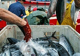 Imagen de archivo de descagar de bonito en el puerto de Bermeo.
