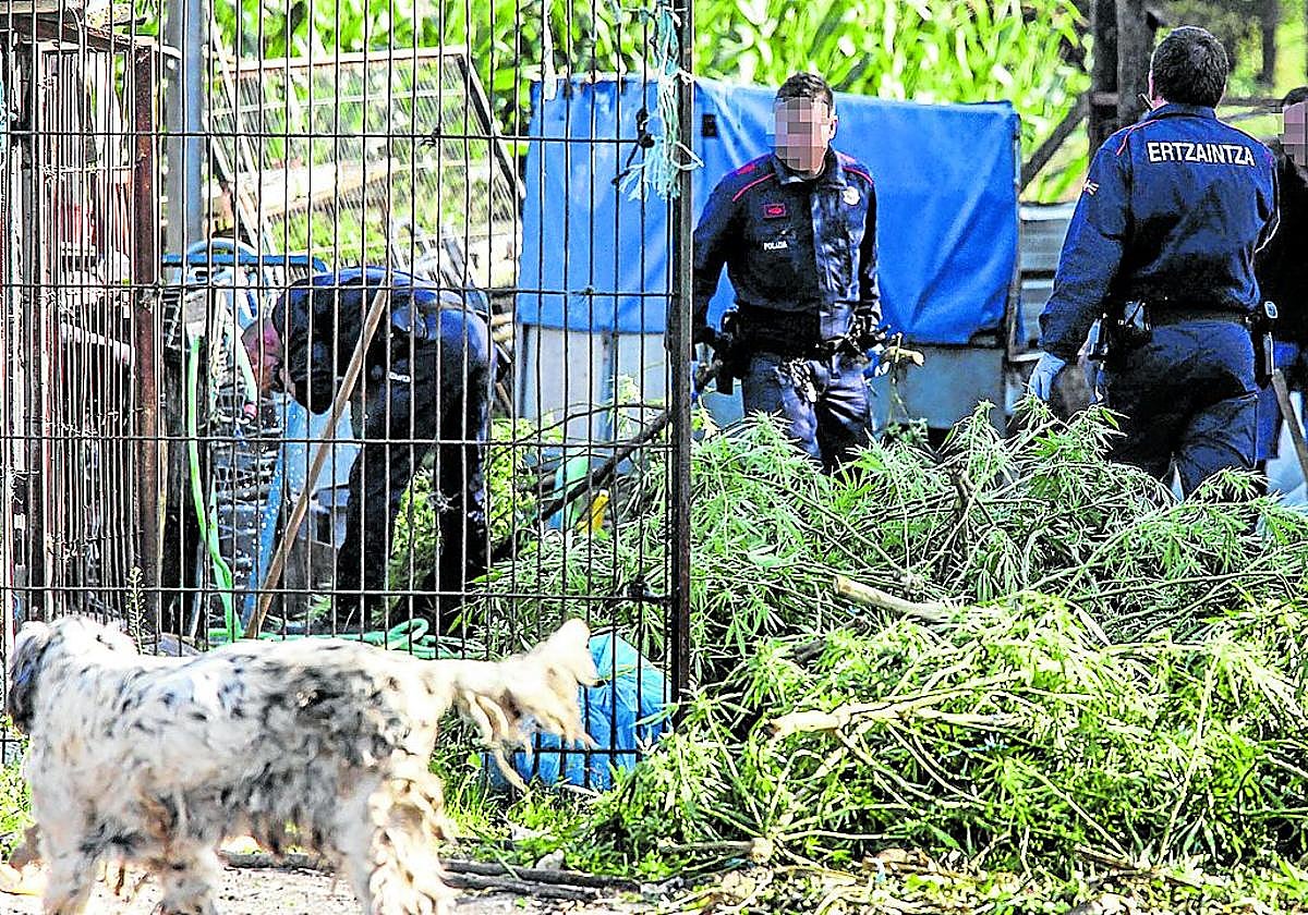 Operación antidroga. Agentes de la Ertzaintza desmantelan una plantación de marihuana en Gatika (2022).