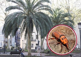 El insecto asiático que pone en peligro a más de 200 palmeras en Bilbao: «Vamos a poner los medios para evitar que esta plaga avance»
