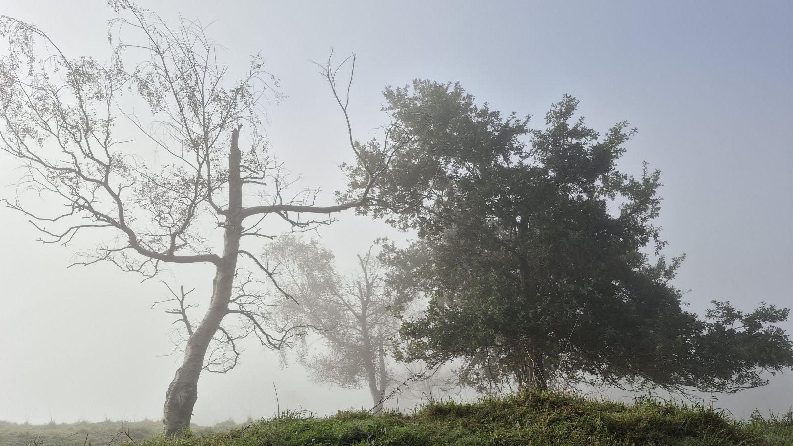 El increíble lienzo de Tolosaldea