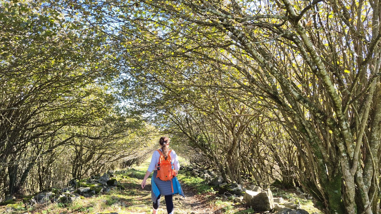 El increíble lienzo de Tolosaldea