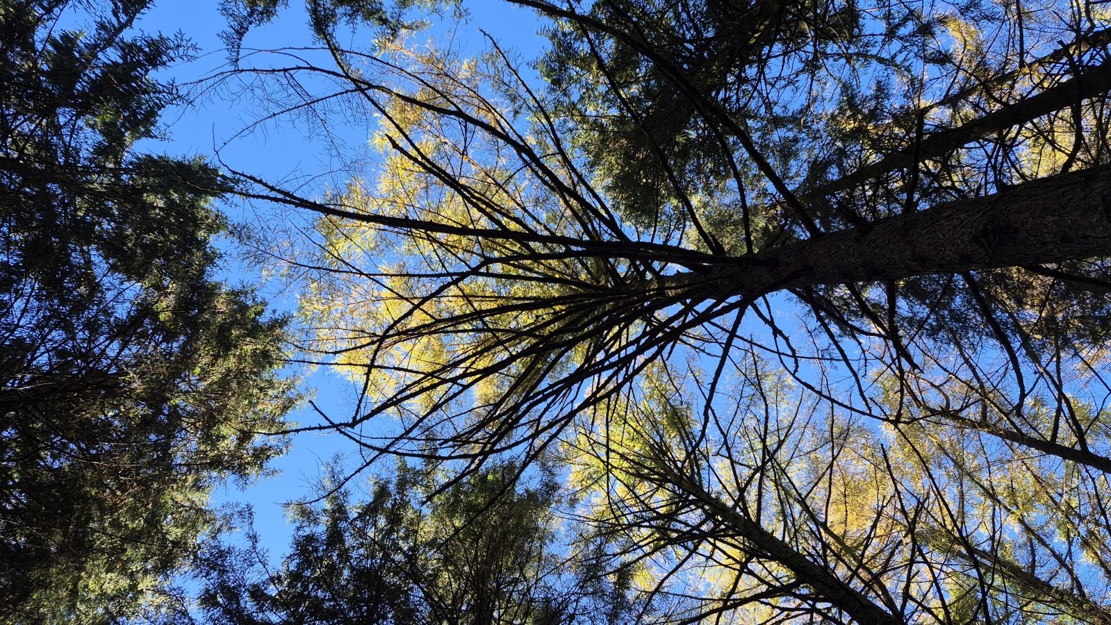 El increíble lienzo de Tolosaldea