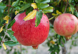 Los beneficios de esta fruta de invierno que gana terreno
