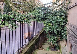 José Ramón Iribar advierte de las peligrosas consecuencias de la falta de mantenimiento de esta planta: «Puede engañar a la vista esta gran planta enredadera que surge de una maceta en los alrededores de la catedral del Buen Pastor. En realidad sus raíces penetran bajo la maceta en las fisuras del hormigón»