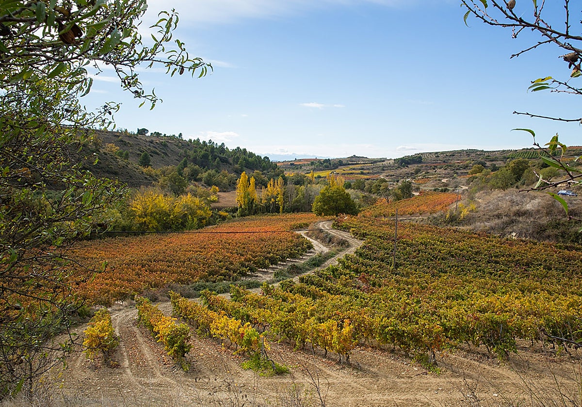 Los viñedos de Los Otros de Ondarre se sitúan entre Viana y la sierra de Codés.
