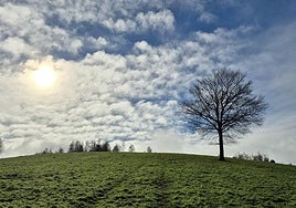 De camino a Ulizar, este enorme árbol ofrece Una estampa insuperable con unas magníficas vistas a Aizkorri y Aralar